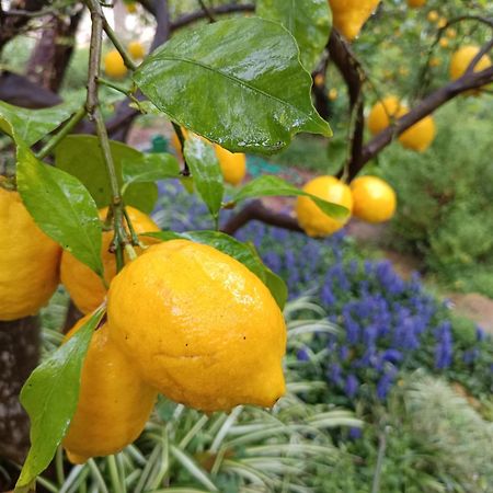 Olive Lemon Biophilic House & Lush Forest Garden Вамос Екстер'єр фото
