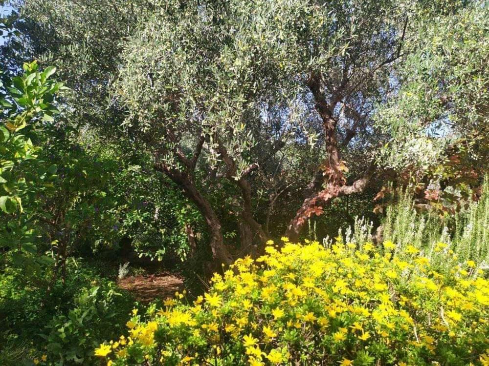 Olive Lemon Biophilic House & Lush Forest Garden Вамос Екстер'єр фото