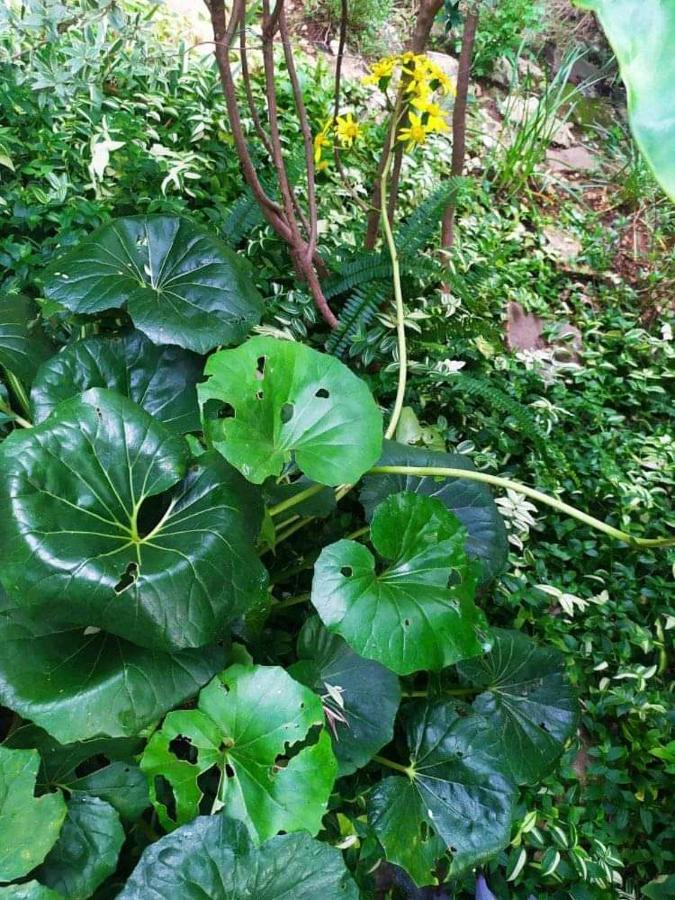 Olive Lemon Biophilic House & Lush Forest Garden Вамос Екстер'єр фото