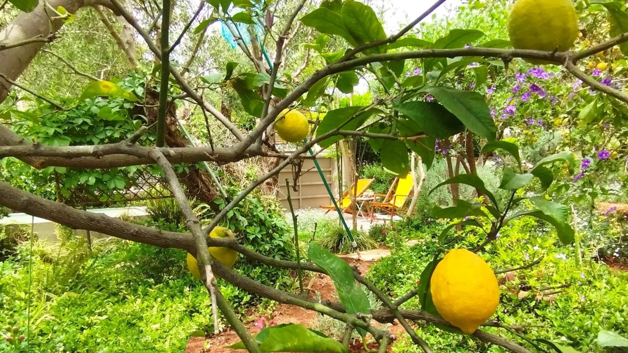 Olive Lemon Biophilic House & Lush Forest Garden Вамос Номер фото